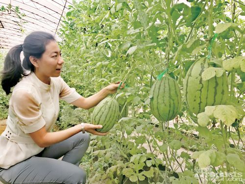 “亮牌計劃”調查
