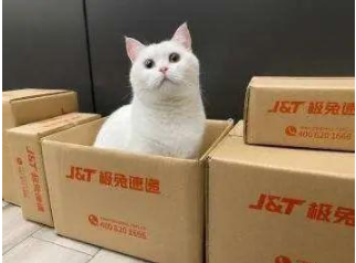 搞了半天，極兔和拼多多沒有關(guān)系啊