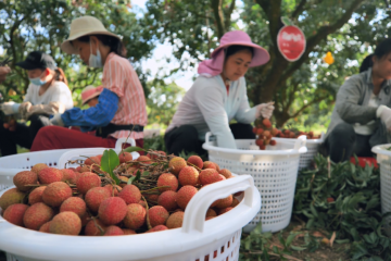 當廣東疫情遇上端午，生鮮產品寄遞如何保障快速安全？