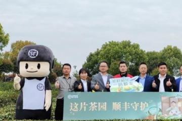 順豐升級茶葉物流方案，黃山春茶新鮮速達消費者
